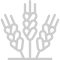 plant plant